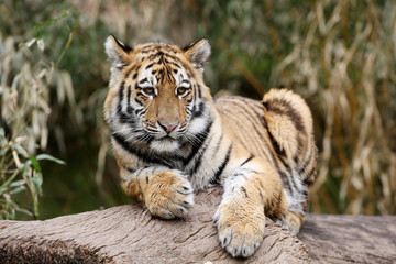 Sibirischer Tiger