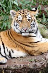 Sibirischer Tiger