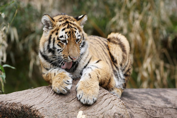 Sibirischer Tiger