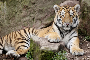 Fototapeta premium Sibirischer Tiger