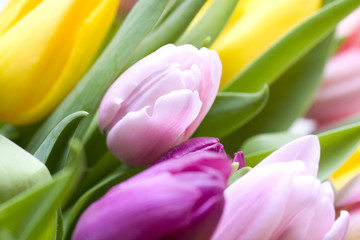 Macro shot of pink,purple and yellow tulips