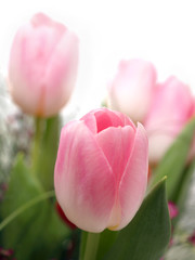 Pink Tulips