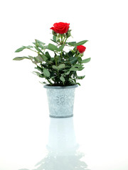 Rose in the flower pot