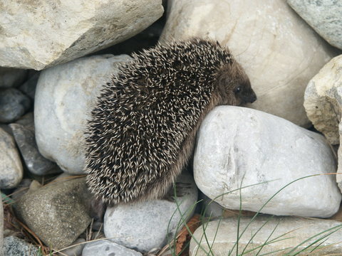 Igel auf Steinen