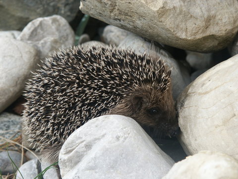 Igel auf Steinen