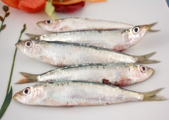 Sardine
