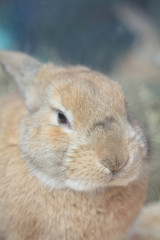Rabbit portrait