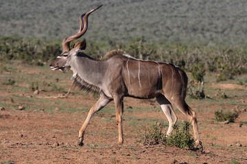 Kudu Antelope