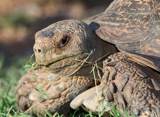 Leopard Tortoise Eating