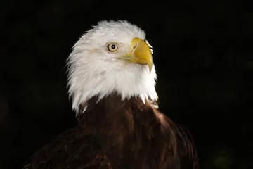 Foto op Plexiglas portrait of the american bald eagle © mtruchon