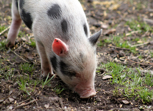 Kleine Schweinerei: Hängebauchschwein Ferkel