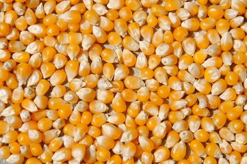 Maiskörner