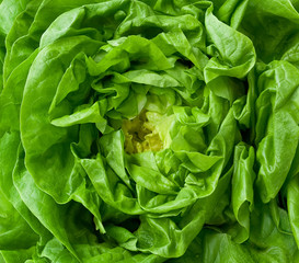 Fototapeta na wymiar Closeup of green lettuce