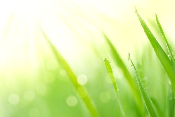 Fresh green grass
