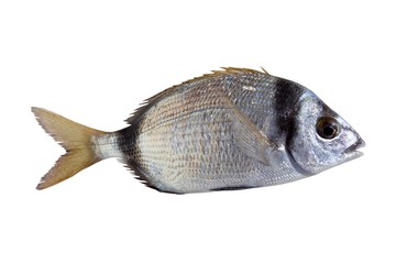 diplodus vulgaris fish two band bream