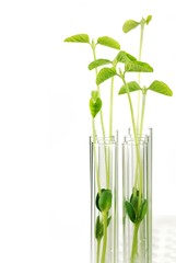 Test Tubes with small plants