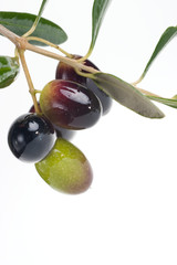 Olives twig