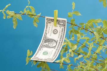 Dollar Money Tree