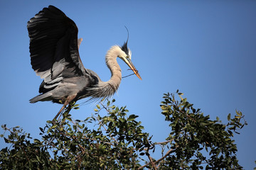 Great Blue Heron Returning To The Nest With A Branch