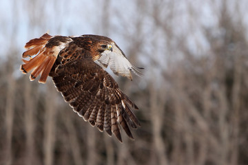 Red-Tailed Hawk In Flight