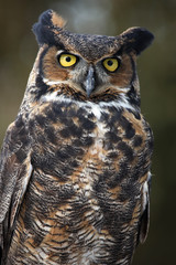 Great Horned Owl