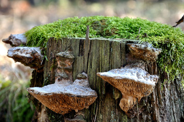 Mushrooms on a stub.