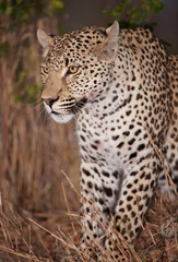 Leopard sitting alert in savannah