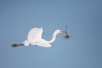Great Egret In Flight With Nesting Material