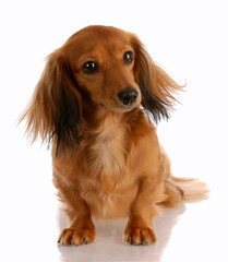 miniature dachshund