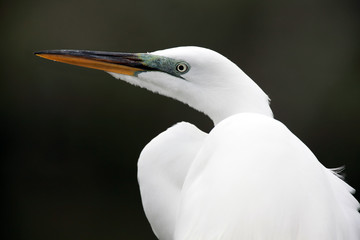 Watching You Watching Me