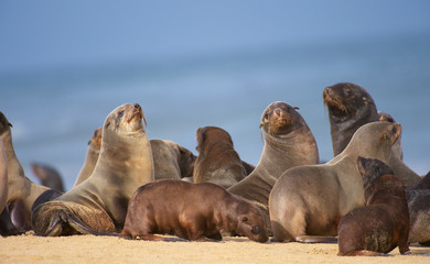 Fototapeta premium Group of sea lions on the beach
