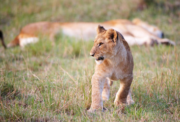 Lion cub (panthera leo) close-up