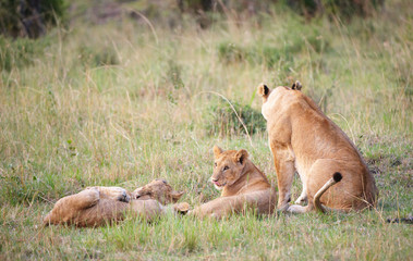 Lion cubs (panthera leo) with their mother