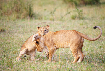 Lion cub (panthera leo) close-up
