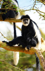 Black-and-white colobus monkeys