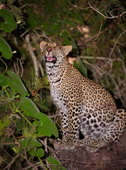 Leopard sitting on the tree