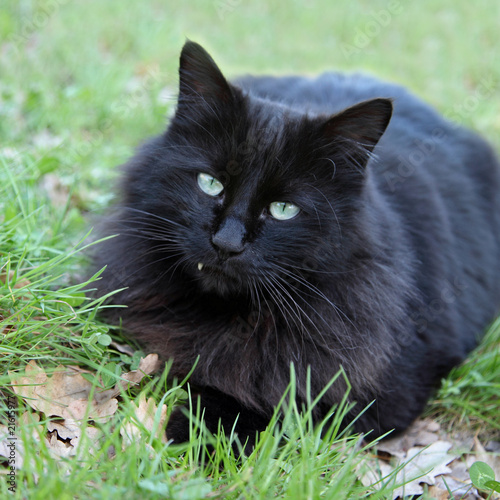 "Chat noir aux yeux verts (mâle adulte/senior) 3" photo libre de droits sur la banque d
