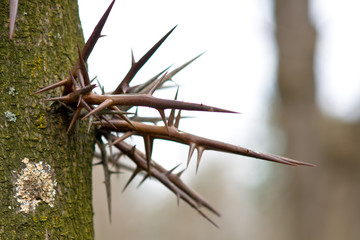 Honeylocust thorns