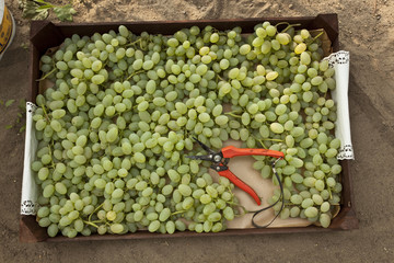 Weinlese - Stiege mit gepflügtem Wein