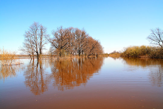 flood in oak wood.