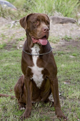 bull mastiff sitting in a park