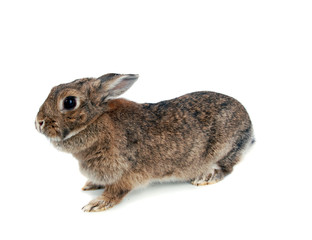 rabbit ..