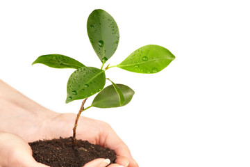 hand men, holding a plant