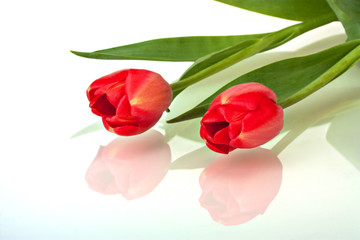 Red Tulips, Tulipa