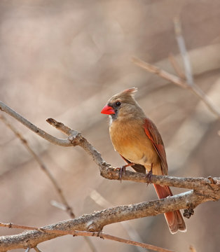 Female Northern Cardinal, Cardinalis cardinalis