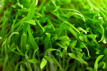 fresh grass