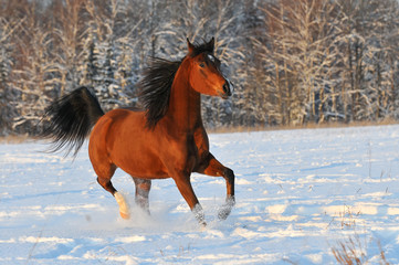 bay arabian horse in winter