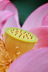 蓮 (東京・上野不忍池)