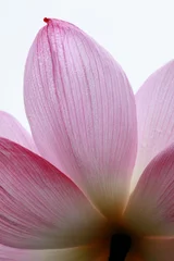 Foto auf Alu-Dibond Lotus (Ueno Shinobazu Teich, Tokio) © tabbycat