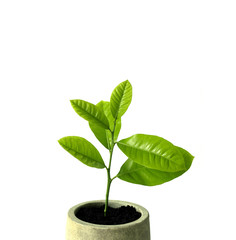 Wachstum Zitronenbaum